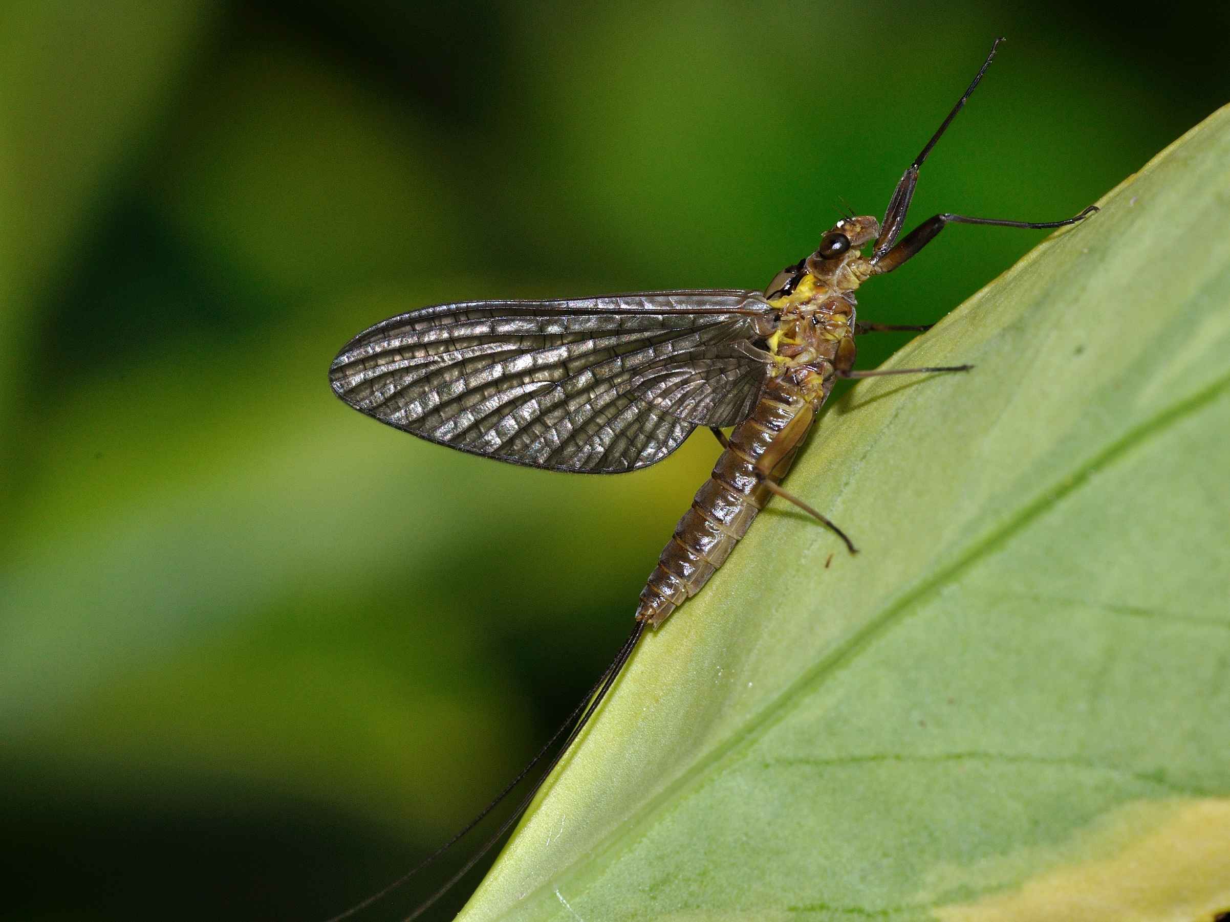 Heptageniidae - Electrogena lateralis